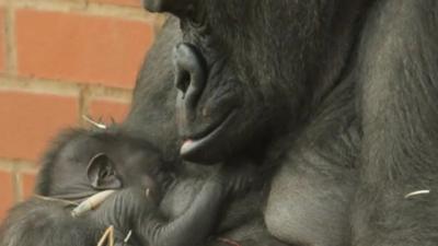 Mother and baby gorilla