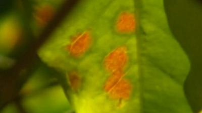 Fungus on leaf