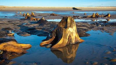 Borth submerged forest from Visit Wales