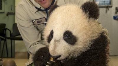 Xiao Liwu getting his health check.