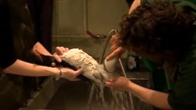 Bird being washed with soap and water