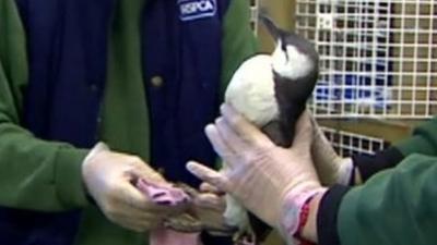 RSCPA worker cleans a seabird