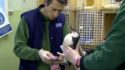 RSCPA worker cleans a seabird