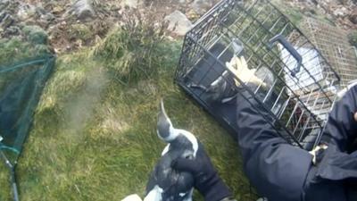 Guillemot birds being put into cage