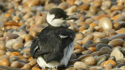 Guillemot covered in sticky substance