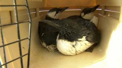 Birds rescued by the RSPB