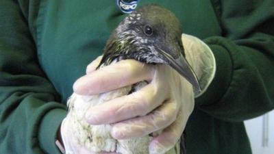 Seabird which has been treated after being covered in the oil.