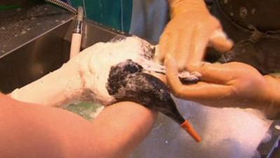 South coast seabird rescue efforts continue