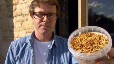 Stefan Gates makes a meal out of mealworms