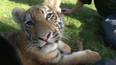 Siberian tiger cub