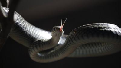 A snake in Zisiqiao