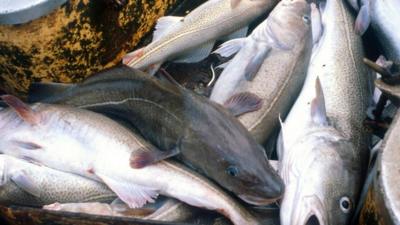 Cod on the deck of a fishing boat