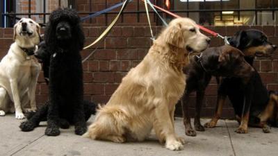 Group of dogs outside a restaurant