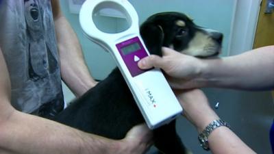 Dog and microchip reader