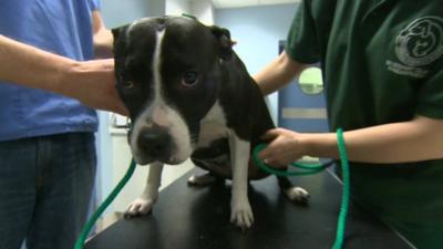 'Seal', a stray dog at Battersea