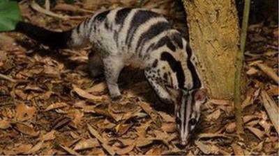 Owsten's Civet