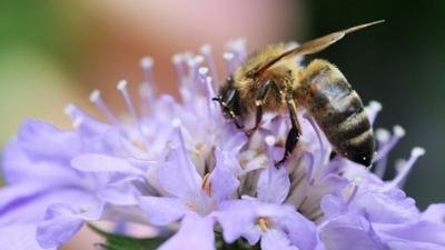 A honey bee