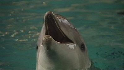 A dolphin at Belfast's Grove Baths