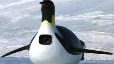 Penguin-cam