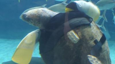 Yu the loggerhead sea turtle swimming with a pair of rubber flippers