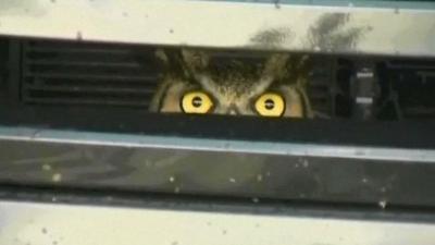 Owl in car grille