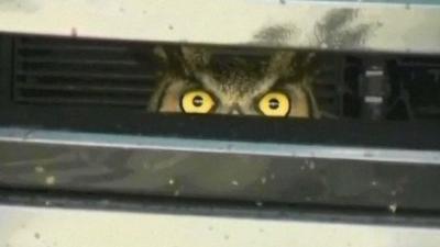 Owl in car grille