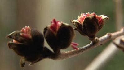 Flowers in bloom at Castle Drogo