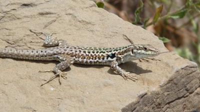 Lizard on a rock