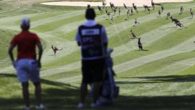Golfer Karrie Webb waits for kangaroos to be cleared from the Royal Canberra Golf Course