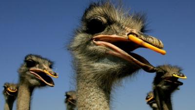 Ostriches