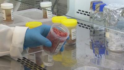 Beef being tested in a laboratory