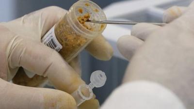 Meat being tested in a laboratory