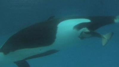 Kasatka giving birth