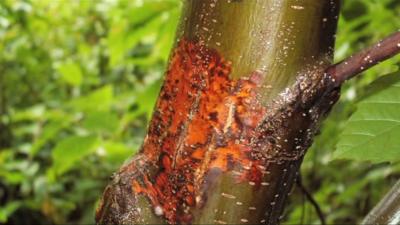 Sweet chestnut blight
