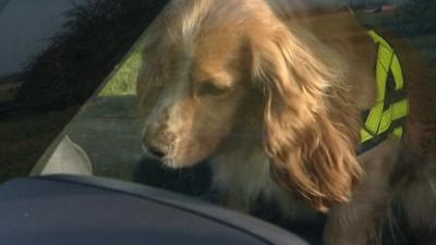 The dogs sniff out bomb components and accompany troops on patrol