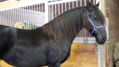 Mariska the horse who can open door latches