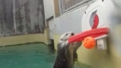 Watch the Otter that shoots hoops