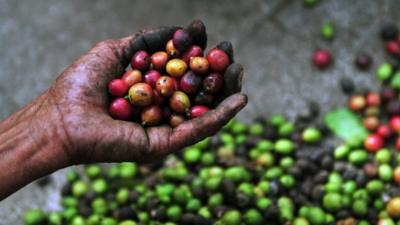 A woman holds coffee beans