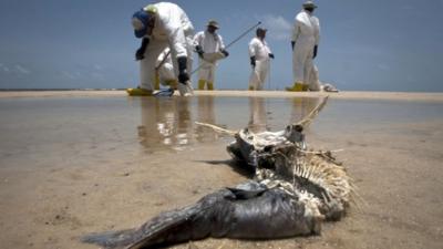 Decomposed fish lying in the water as workers pick up oil from Deepwater Horizon oil spill