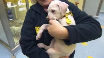 Wonky is at the Leeds Dogs Trust