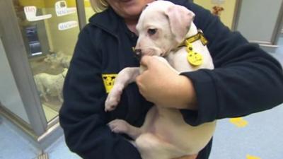 Wonky is at the Leeds Dogs Trust