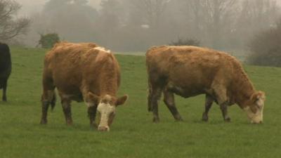 Cows grazing in a field