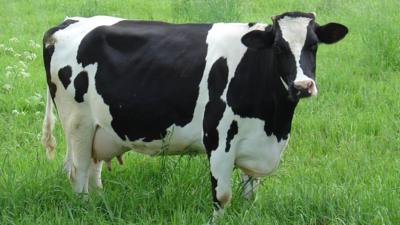 A cow