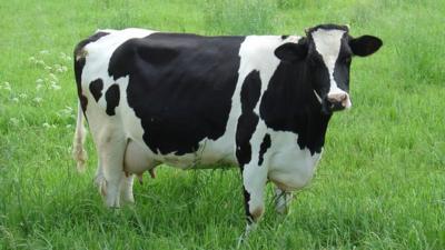 cow