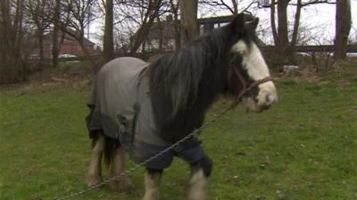 Horse in Tipton