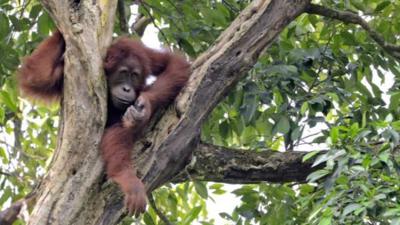 Sumatran orangutan