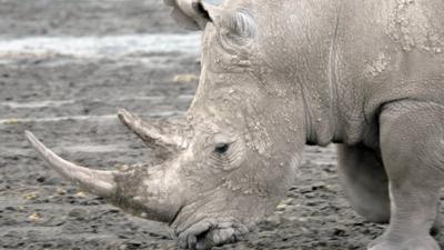 A white rhinoceros