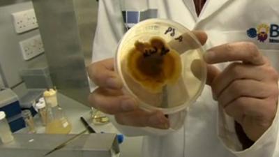 Scientist with sample of fungus