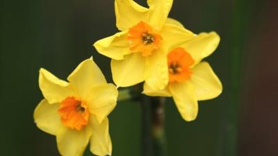 Daffodils