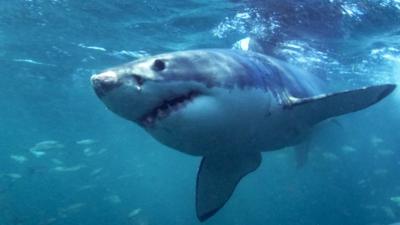 Great White Shark